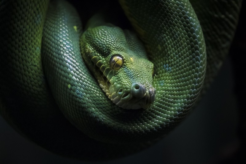dark, snake, reptiles, animals, green
