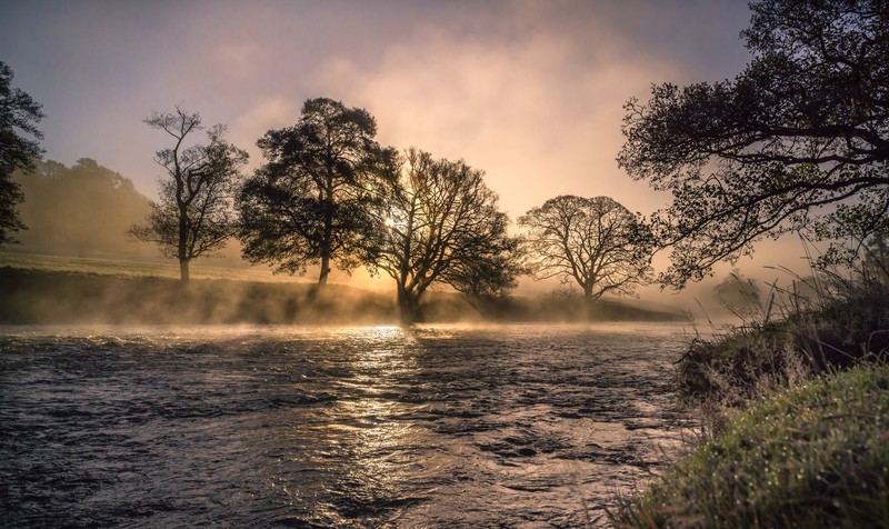 nature, river, sunlight, mist, trees, grass