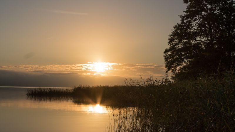 lake, sunset, landscape, shore, reed, tree, 4k