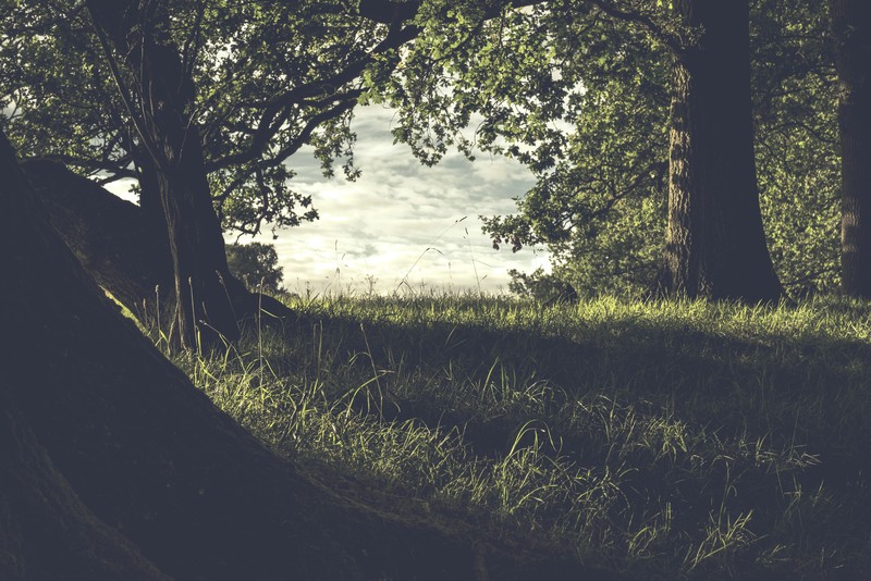 UK, grass, trees, nature