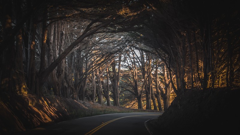 nature, landscape, fall, road, trees, USA, atmosphere, arch, beige