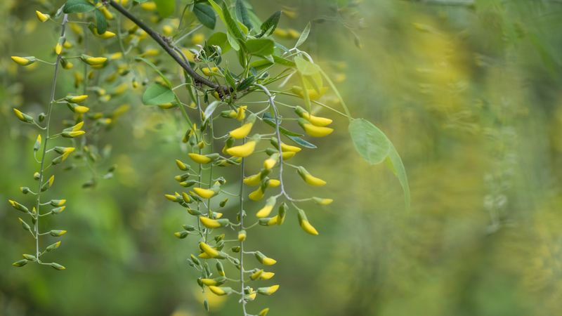 acacia, yellow, buds, branch, bloom, 4k