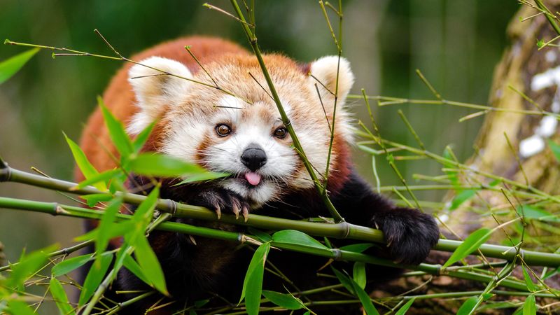 red panda, panda, protruding tongue, cute, funny, bamboo, twigs, 4k