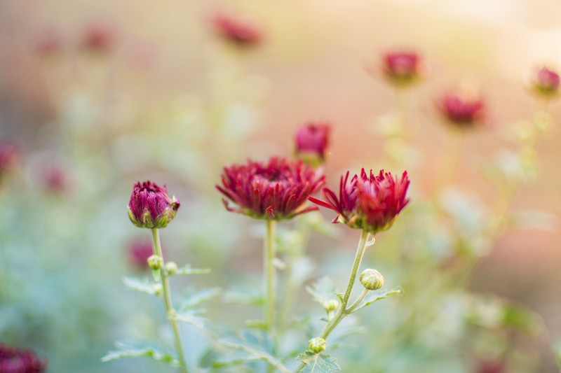 flowers, chrysanthemums, fall