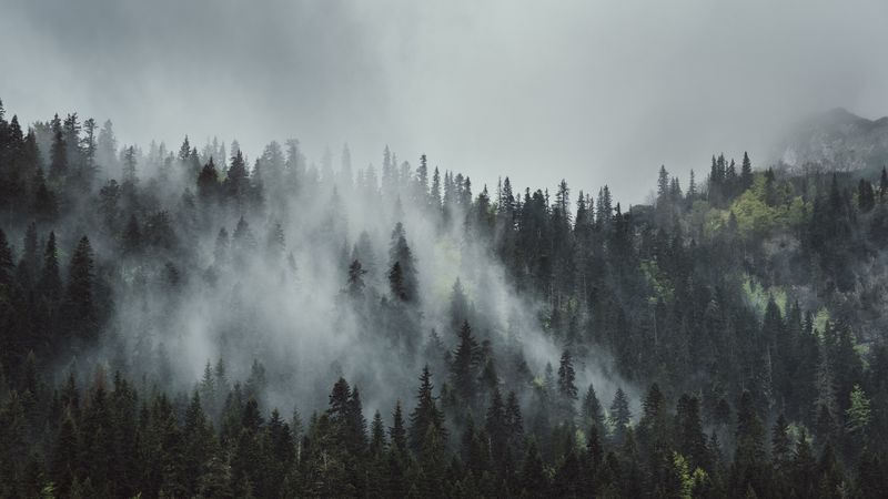 forest, fog, trees, mountains, crowns, tops, 4k