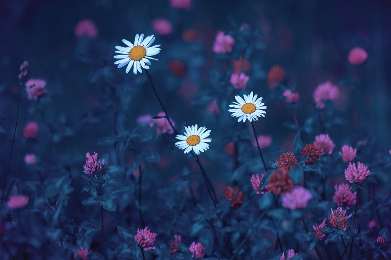 Andrey Metelkov, blue, white flowers, nature, plants, 500px