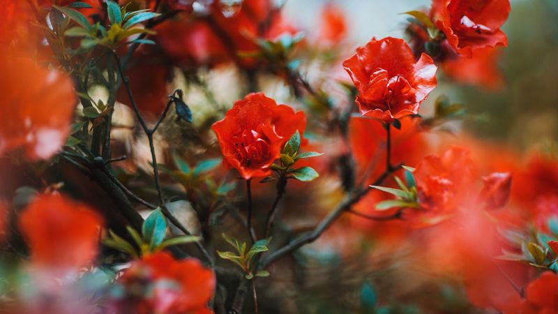flowers, red, branches, tree, bloom, 4k