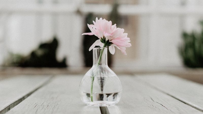 flower, pink, vase, glass, 4k