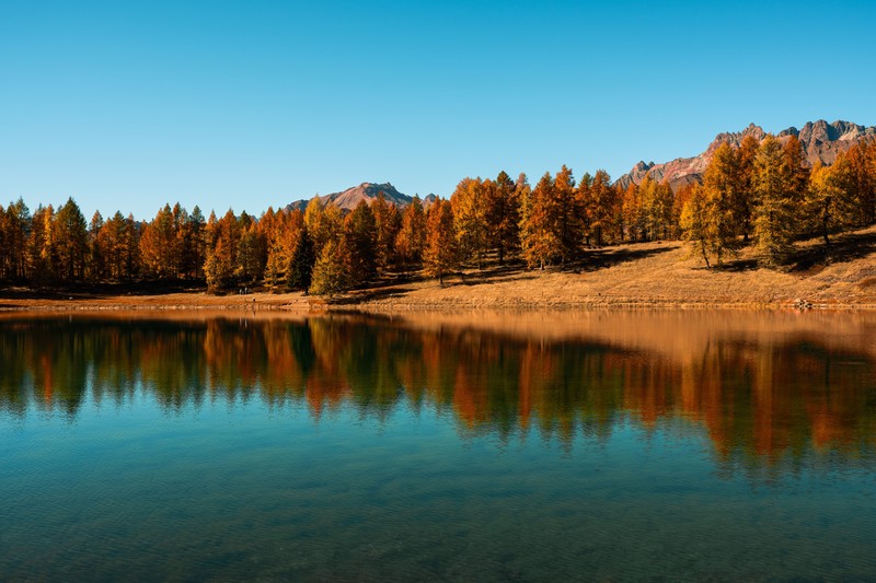 forest, lake, clear sky, landscape, nature