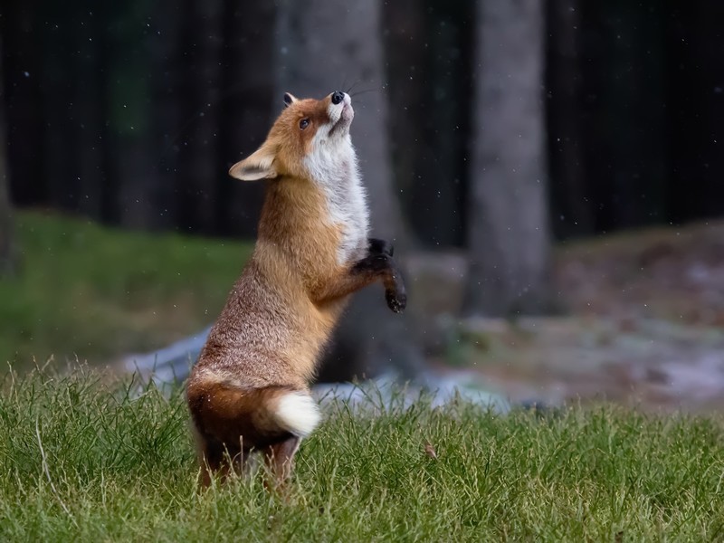 fox, mammals, animals