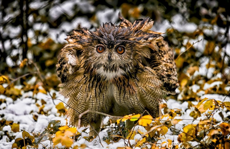 nature, winter, animals, birds, owl