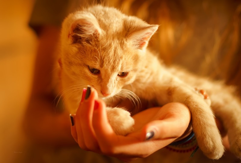cats, hands, painted nails, animals