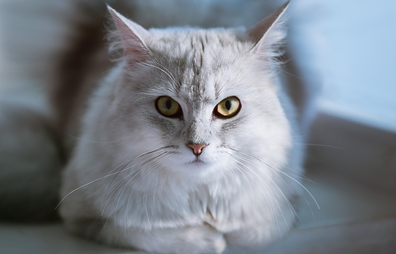 animals, cats, yellow eyes, feline