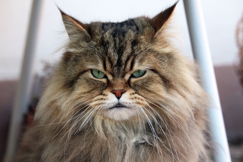animals, cats, feline, green eyes, frontal view