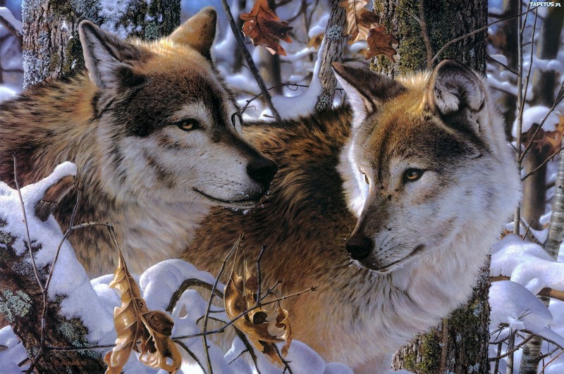 wolf, landscape, pine trees