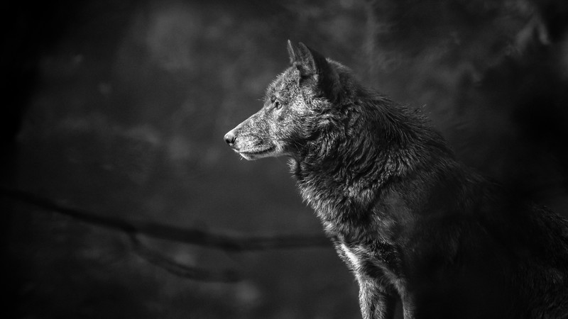 wolf, landscape, pine trees