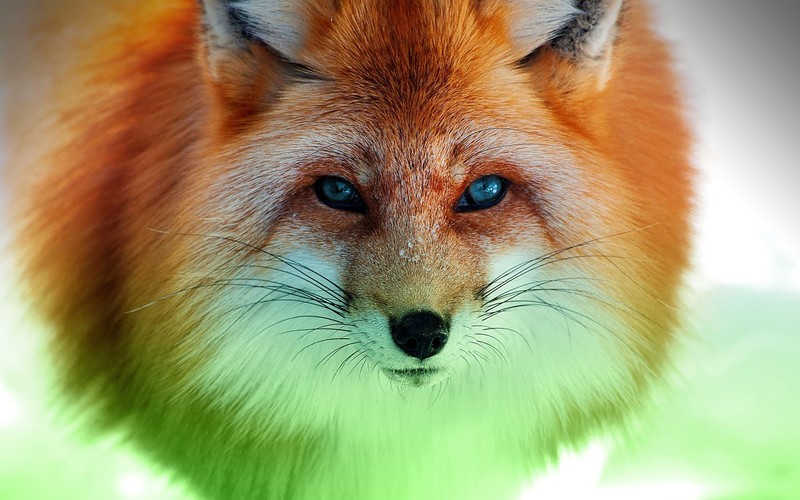 fox, landscape, animals