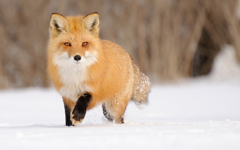 fox, landscape, animals, snow