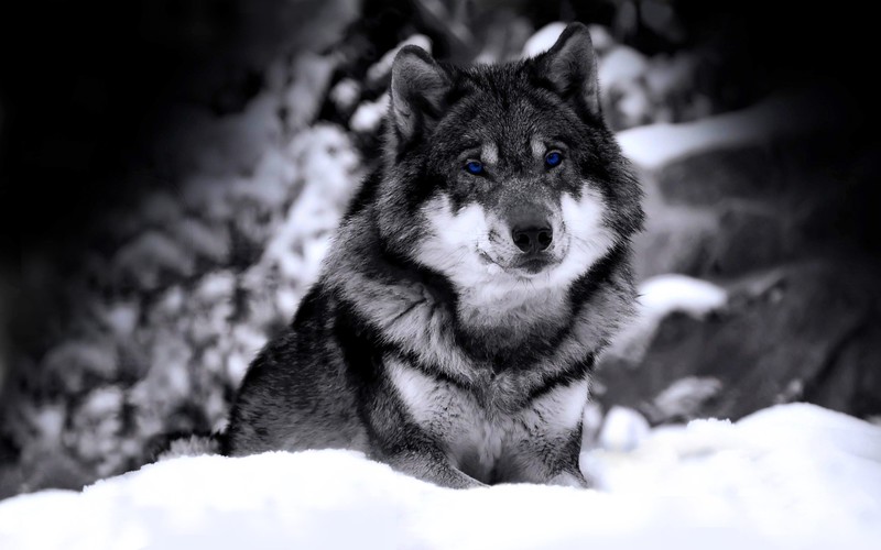 wolf, landscape, pine trees