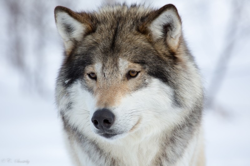 wolf, animals, outdoors, brown eyes