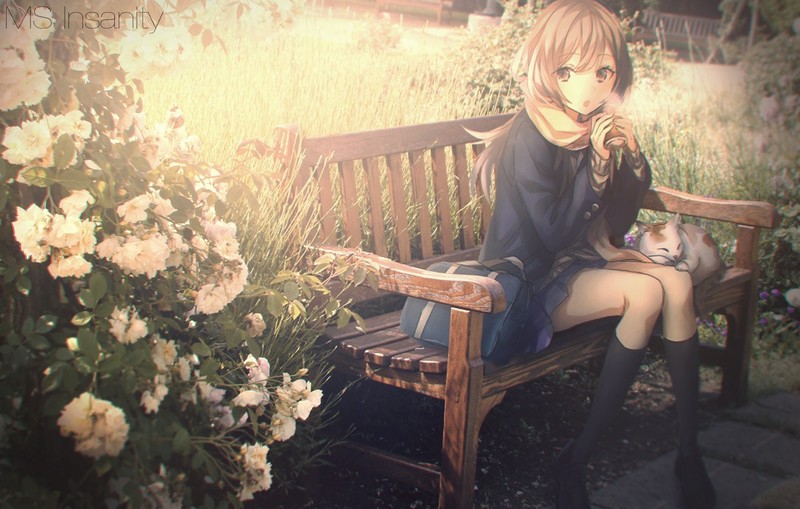 bench, cats, anime girls