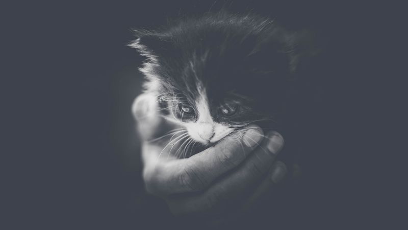 kitten, hand, bw, small, cat, cub, 4k