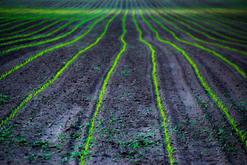 nature, farm, field, depth of field, lines, green, dirt