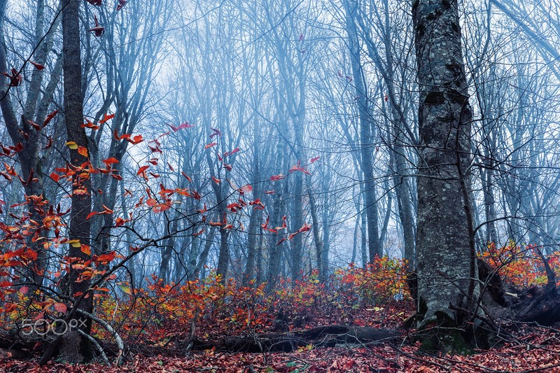 nature, fall, forest, 500px, watermarked
