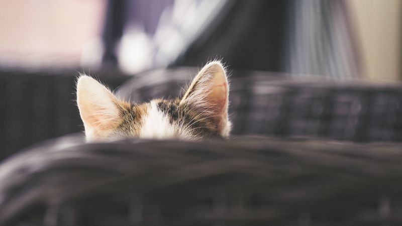 cat, kitty, ears, hide, peep, 4k