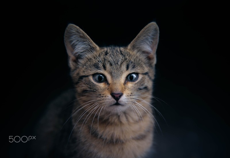 cats, animals, black background, 500px