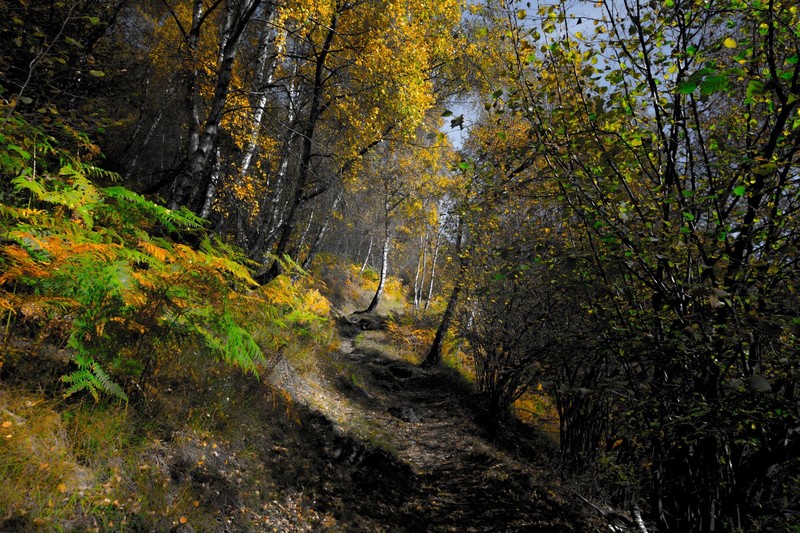 nature, plants, trees