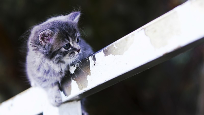 cats, kittens, animals