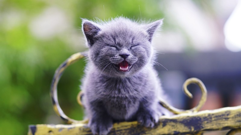 kittens, cats, animals