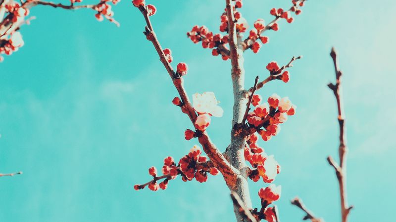 sakura, branches, flowers, bloom, sky, 4k