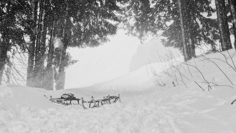 snow, trees, sleds, winter, 4k