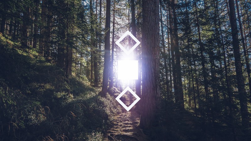 forest, geometry, trees, sunlight, nature, digital art, plants