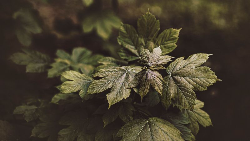 leaves, plant, bushes, glossy, 4k