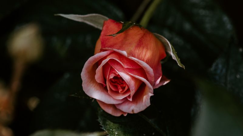rose, flower, pink, plant, bloom, 4k