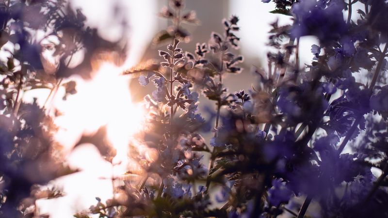flowers, blue, sunshine, plant, bloom, 4k
