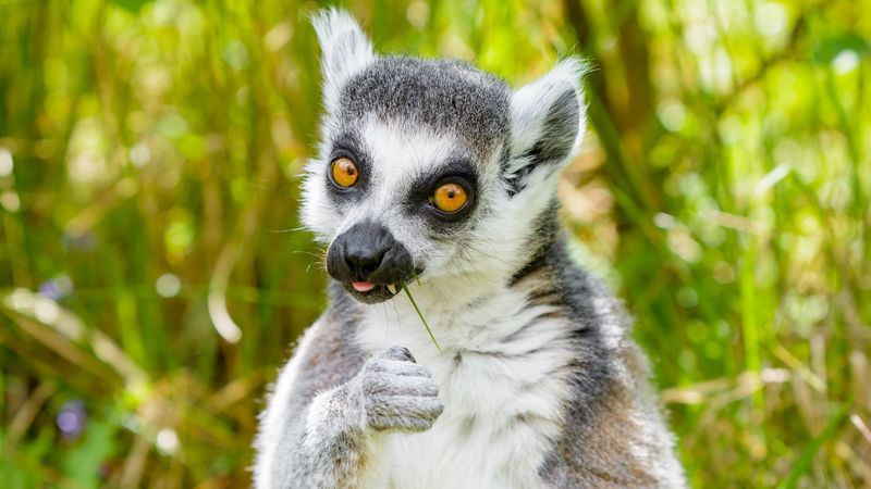lemur, funny, cool, grass, eat, animal, 4k