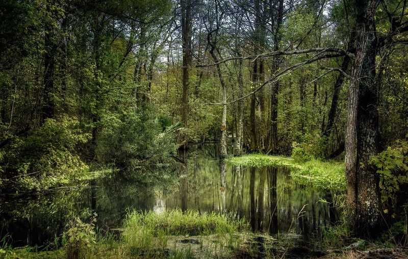 green, plants, nature, landscape, swamp, forest, deep forest