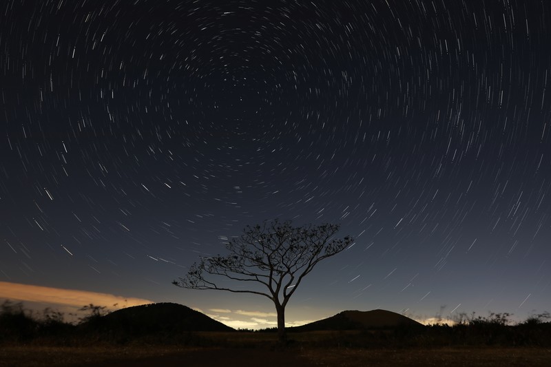 nature, stars, trees, night, starry night