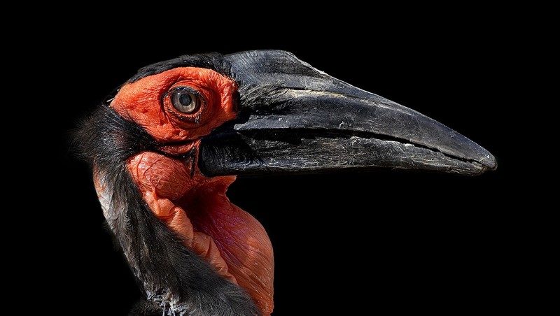 red, black, animals, birds