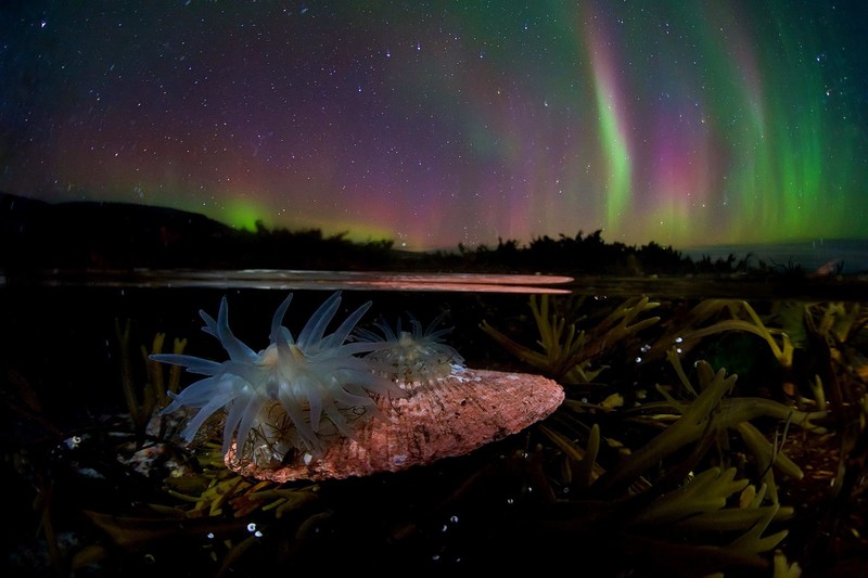 underwater, sky, nature, aurorae, starry night