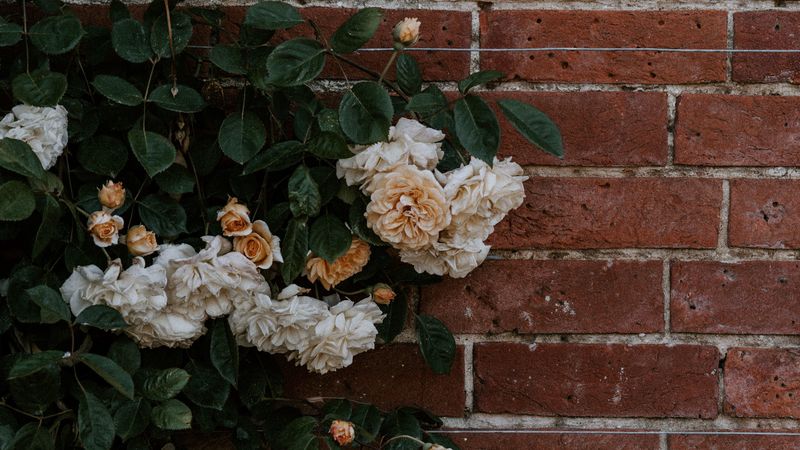 rose, flowers, wall, brick, plant, bush, 4k
