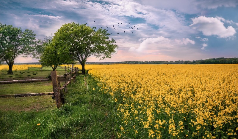 field, plants, blue, green, yellow, landscape