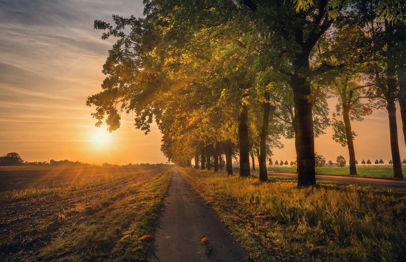nature, landscape, Sun, trees