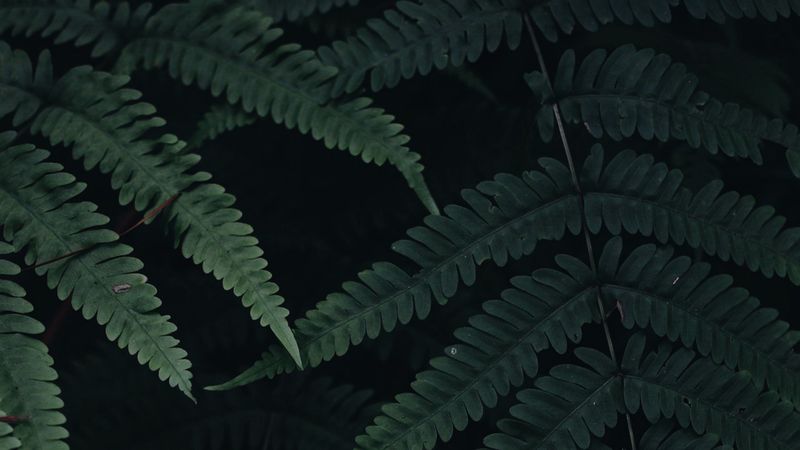 fern, leaves, plant, green, dark, 4k