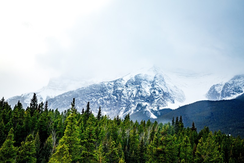 nature, trees, snow, forest, landscape, HDR