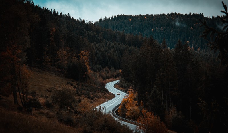 nature, trees, road